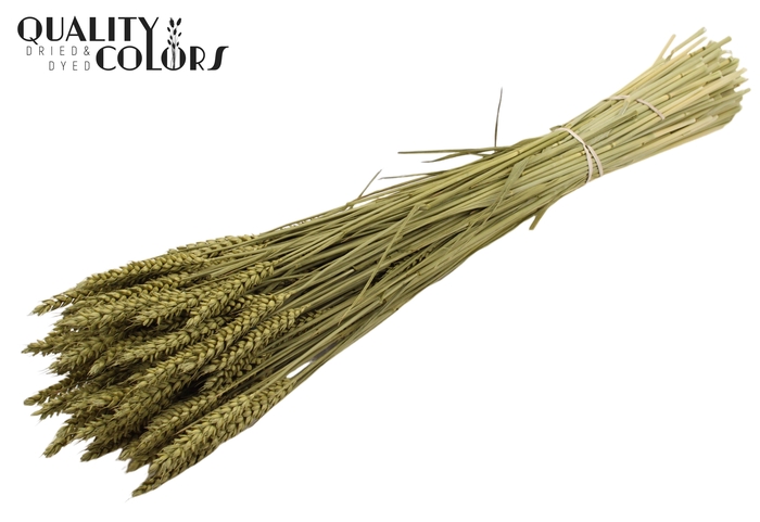 Triticum per bunch Olive