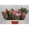 Protea Barbigera