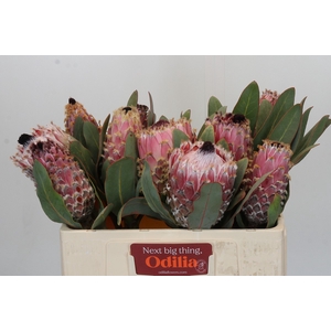 Protea Barbigera