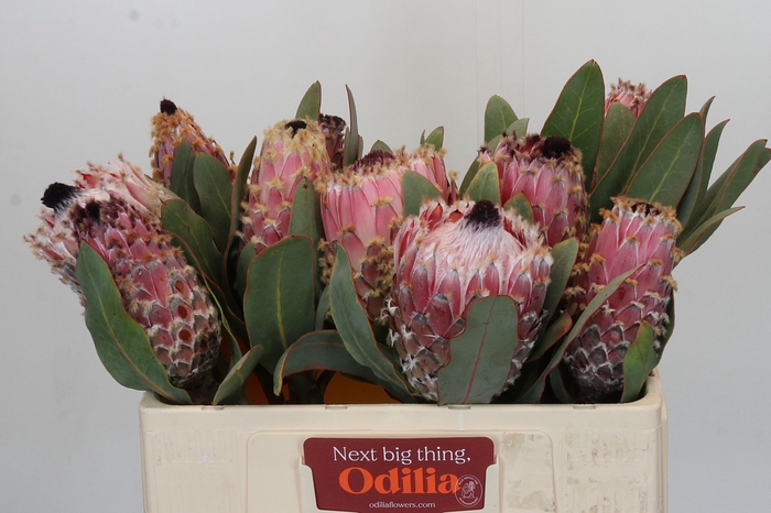 <h4>Protea Barbigera</h4>