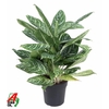 Aglaonema Golden Madonna
