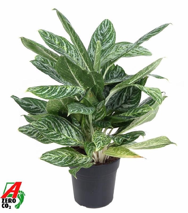 <h4>Aglaonema Golden Madonna</h4>