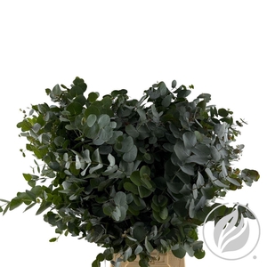 Euca Cinerea 300gr (sa)