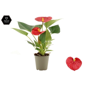Anthurium 6 cm Diamond Red in transparant sleeve
