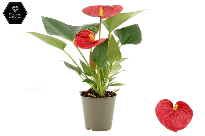 <h4>Anthurium 6 cm Diamond Red in transparant sleeve</h4>