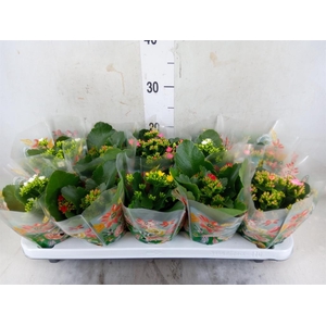 Kalanchoe blos.   ..mix 5