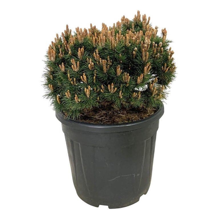 <h4>Pinus mugo 'Heideperle'</h4>