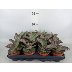 Succulents   ...