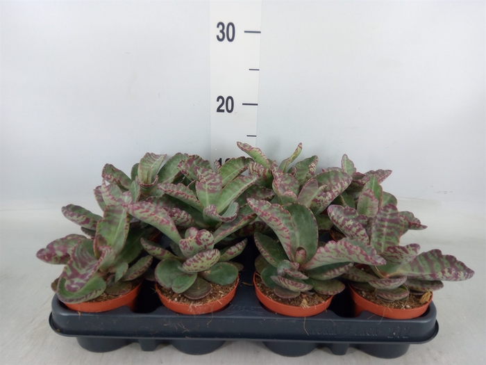 <h4>Succulents   ...</h4>