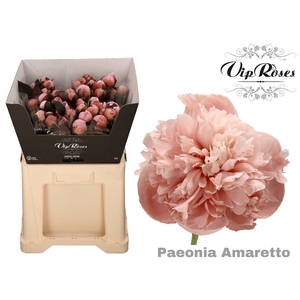 PAEONIA AMARETTO