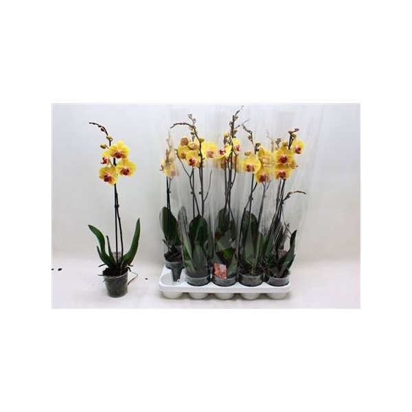 <h4>Phal Solid Gold 1 Branche 10+</h4>