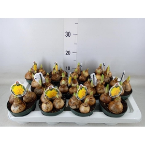 Narcissus DU 'Gold Medal''