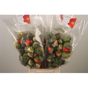 Papaver Mix Super Per Stem