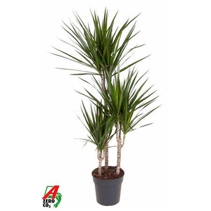 Dra Marginata
