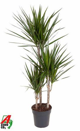 <h4>Dra Marginata</h4>