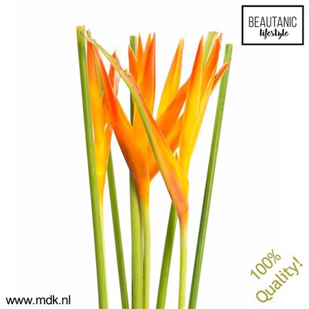 <h4>Heliconia Tropic Exotic X5 MDK</h4>