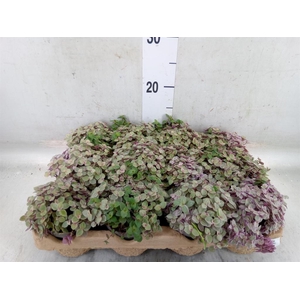 Callisia repens 'Rosato'