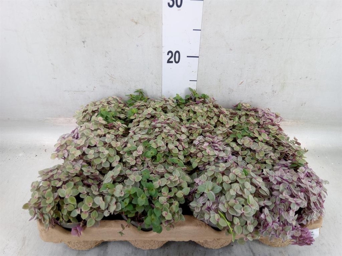 <h4>Callisia repens 'Rosato'</h4>