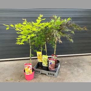 ACER PALMATUM