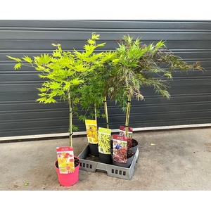 Acer Palmatum
