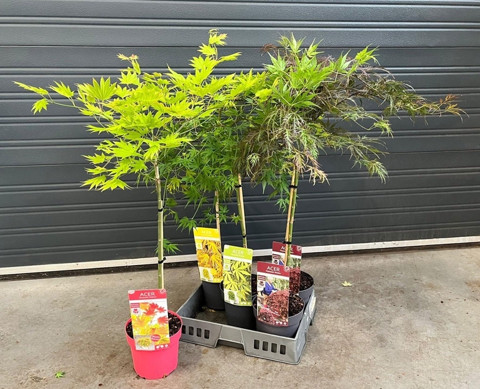 <h4>ACER PALMATUM</h4>