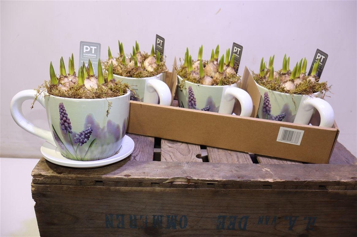 <h4>arr8 Arr Muscari In Kop & Schotel</h4>