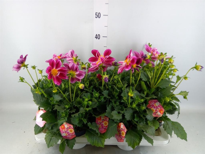 <h4>Dahlia  'Summerbees Purple Bicolor'</h4>