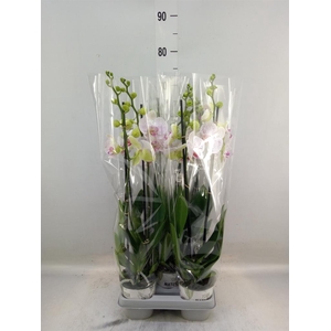 Phalaenopsis  'Bohemian Goya'