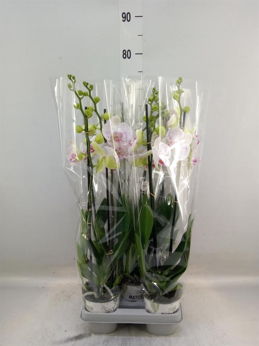 <h4>Phalaenopsis  'Bohemian Goya'</h4>