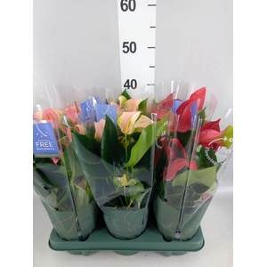Anthurium   ...mix