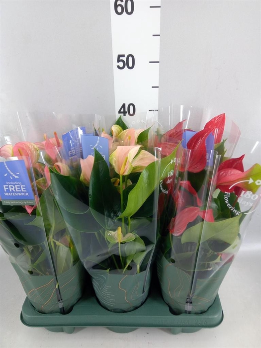 <h4>Anthurium   ...mix</h4>