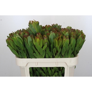 LEUCAD SAF GOLDSTRIK