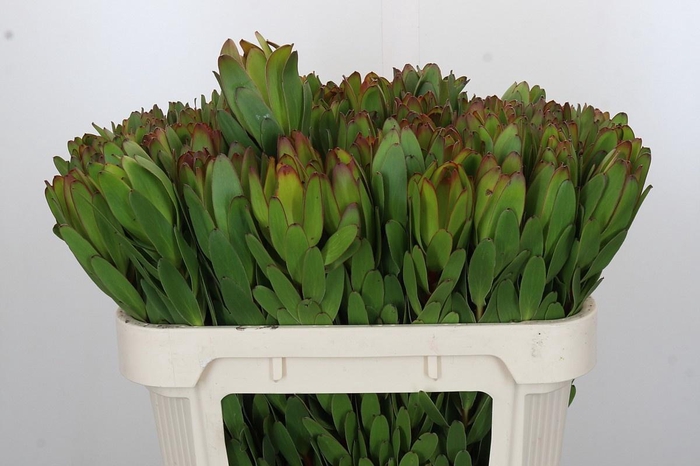 <h4>LEUCAD SAF GOLDSTRIK</h4>