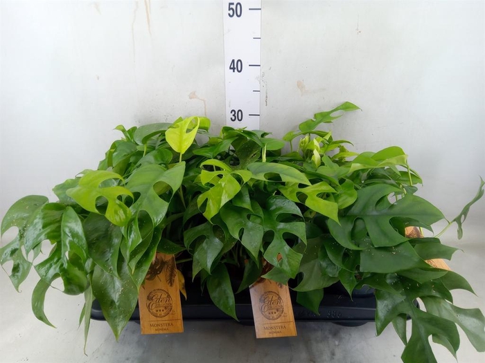 <h4>Monstera   ...</h4>