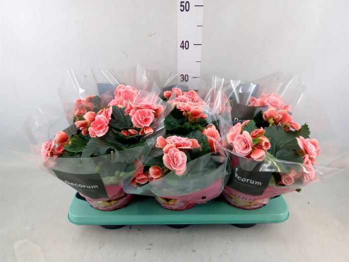 <h4>Begonia elat. DU 'Borias'</h4>