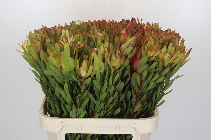 <h4>Leucadendron Safari Sunset</h4>