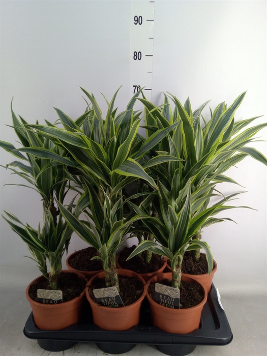 <h4>Dracaena fr de 'LemonLime'</h4>