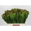 Leucadendron Goldstrike