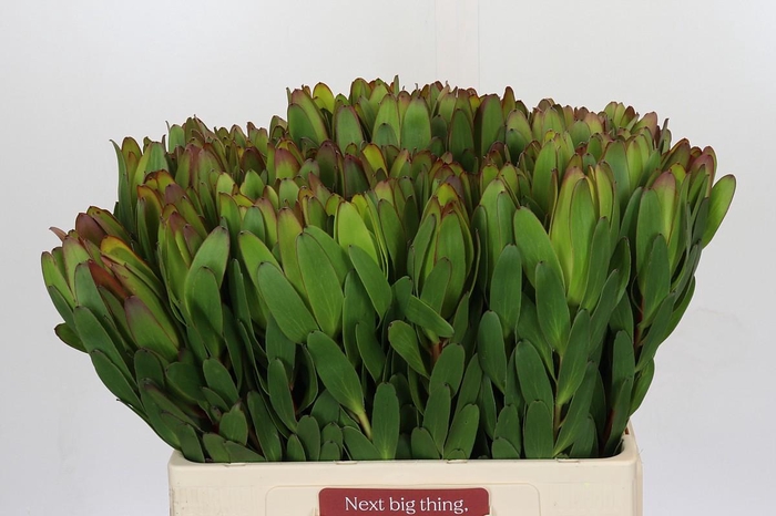 <h4>Leucadendron Goldstrike</h4>