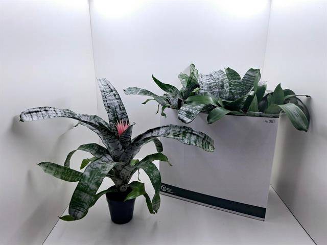 <h4>Aechmea mix</h4>