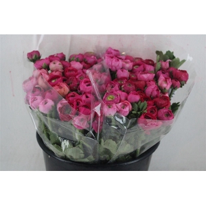 Ran Elegance Roze Donker Super