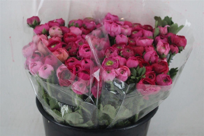 <h4>Ran Elegance Roze Donker Super</h4>