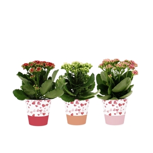 Kalanchoë 3 color mix in Candy smartcup