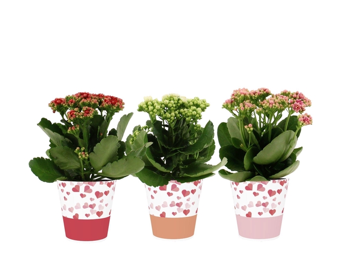 <h4>Kalanchoë 3 color mix in Candy smartcup</h4>