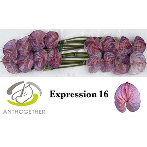 Anthurium Anth A Ov Klb H