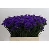 Limonium Navy Sun Birds