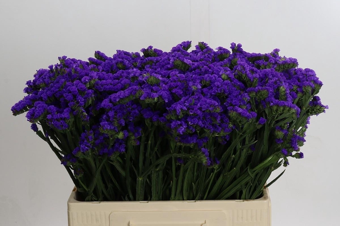 Limonium Navy Sun Birds