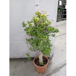 Crassula ovata 'Sunset'