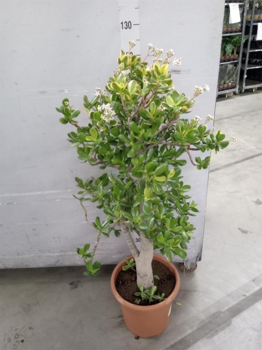 <h4>Crassula ovata 'Sunset'</h4>