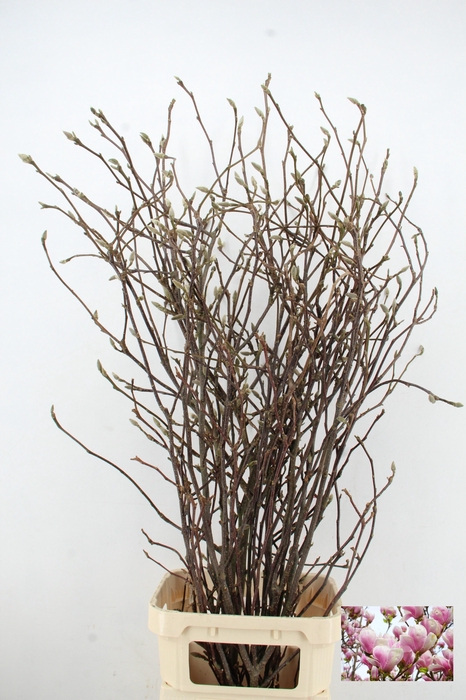 MAGNOLIA GRANDIFLORA X9